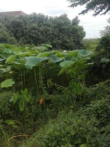 Fu Huang: Husband, here is a ginseng